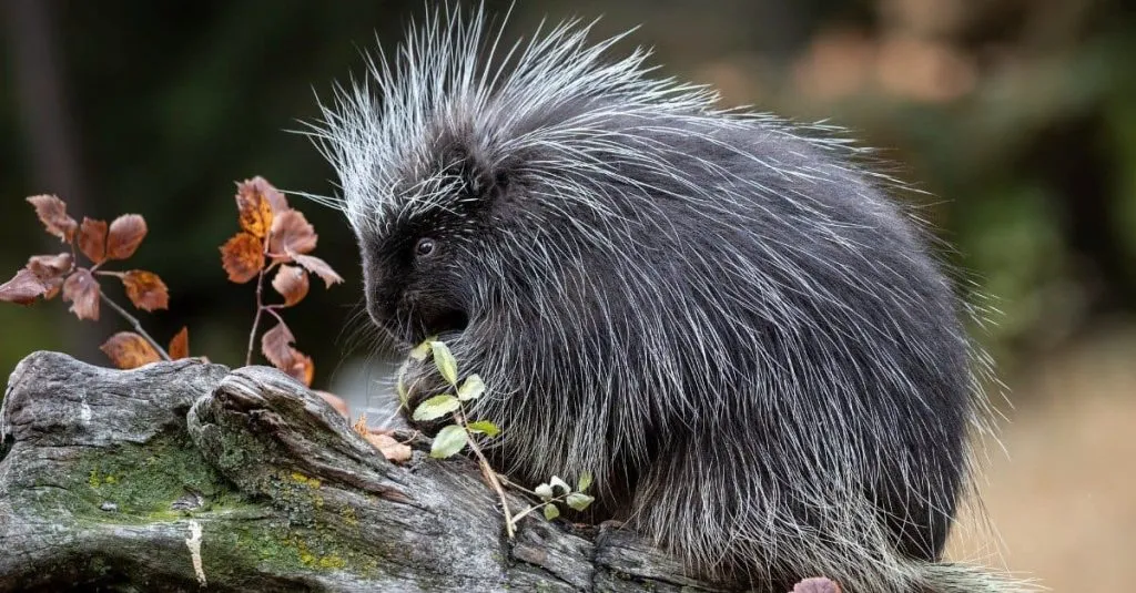 Do porcupines eat apples?