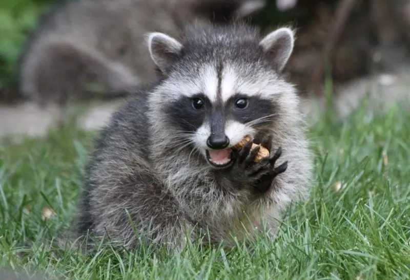 Raccoon diet in the rainforest