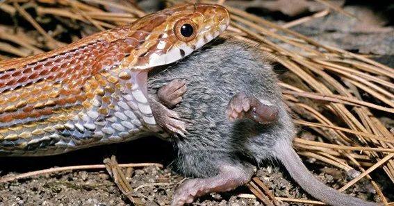 What Do Snakes Eat? What Do Snakes Eat?