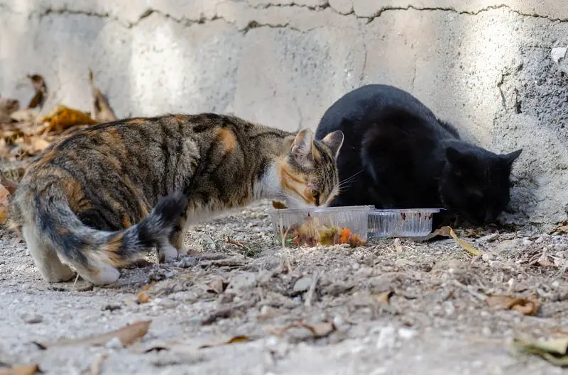 Should I be worried about diseases from stray cats?