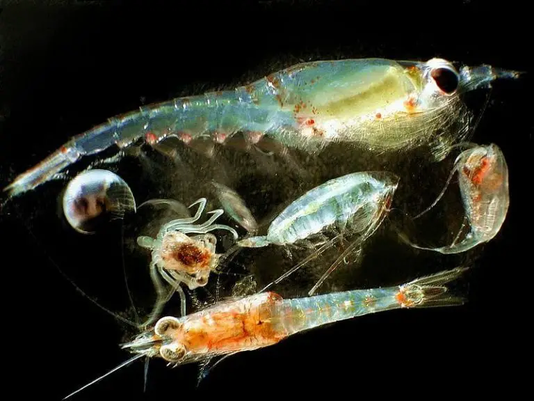 what do zooplankton eat