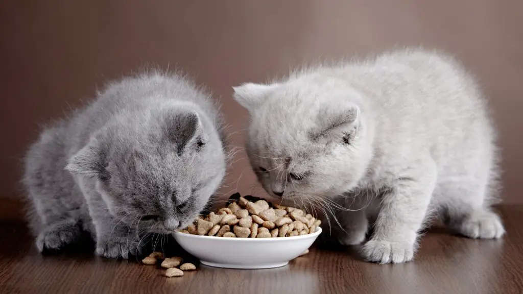 When to start feeding kittens?