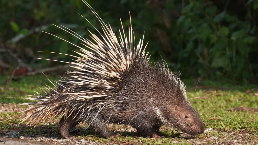 Do porcupines eat plants?