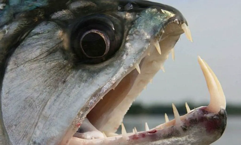 What is the most dangerous piranha?