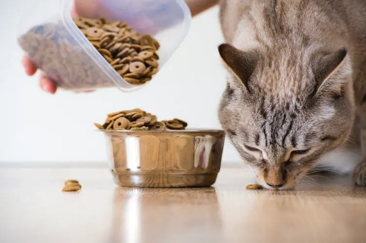 Tips for feeding your kitten:
