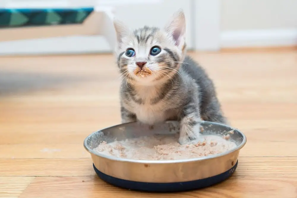 How much food should a kitten eat at six months old?