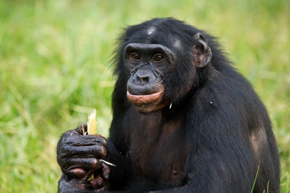 What do apes eat in captivity?