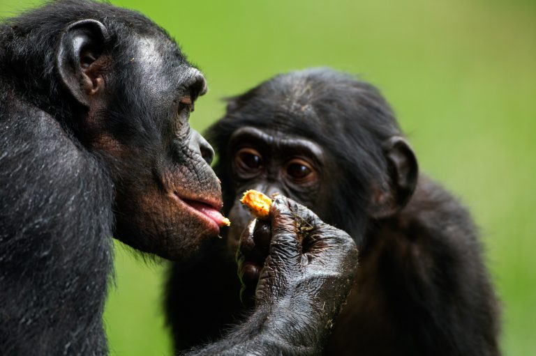what do apes eat