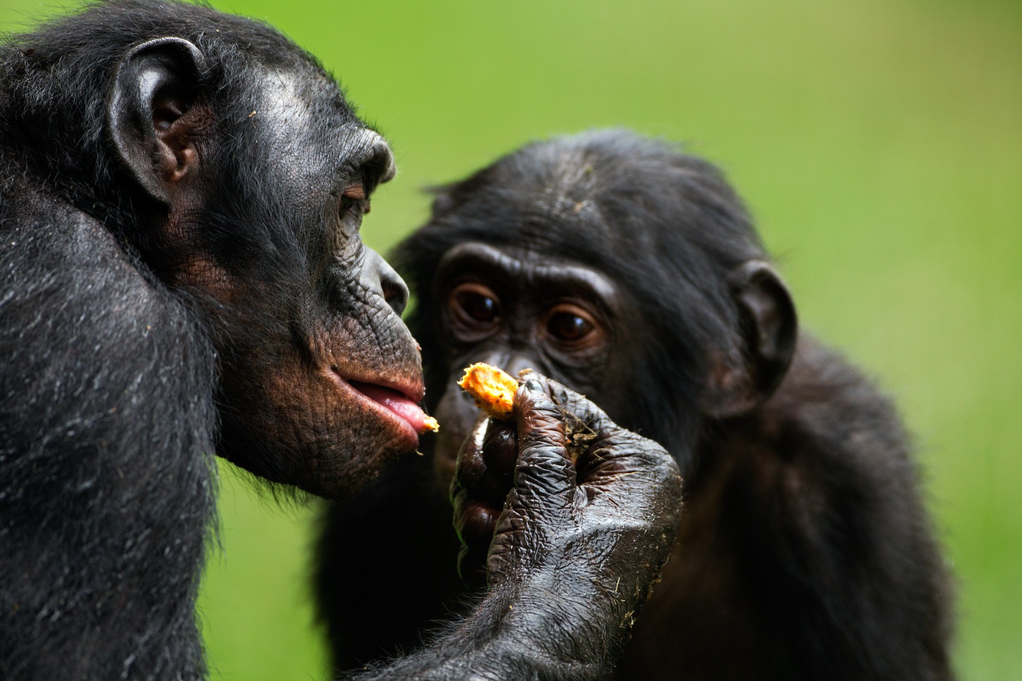 what-do-apes-eat