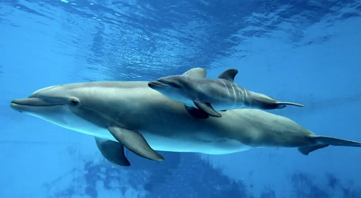 What do baby bottlenose dolphins eat?
