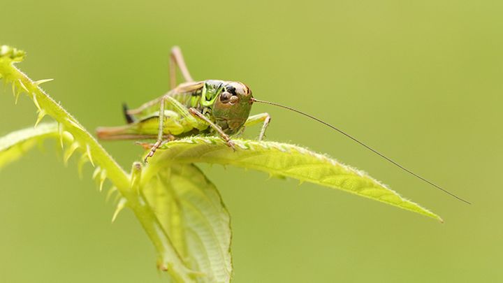 What do katydids eat during winter?