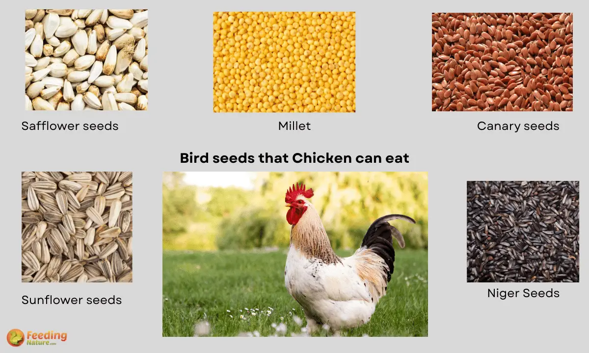 bird seed for chickens