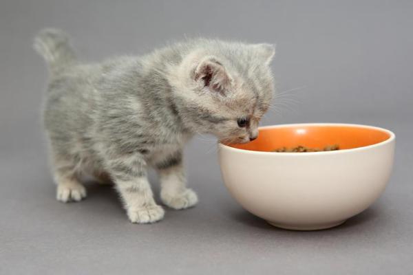 How often should I feed my kitten dry food?