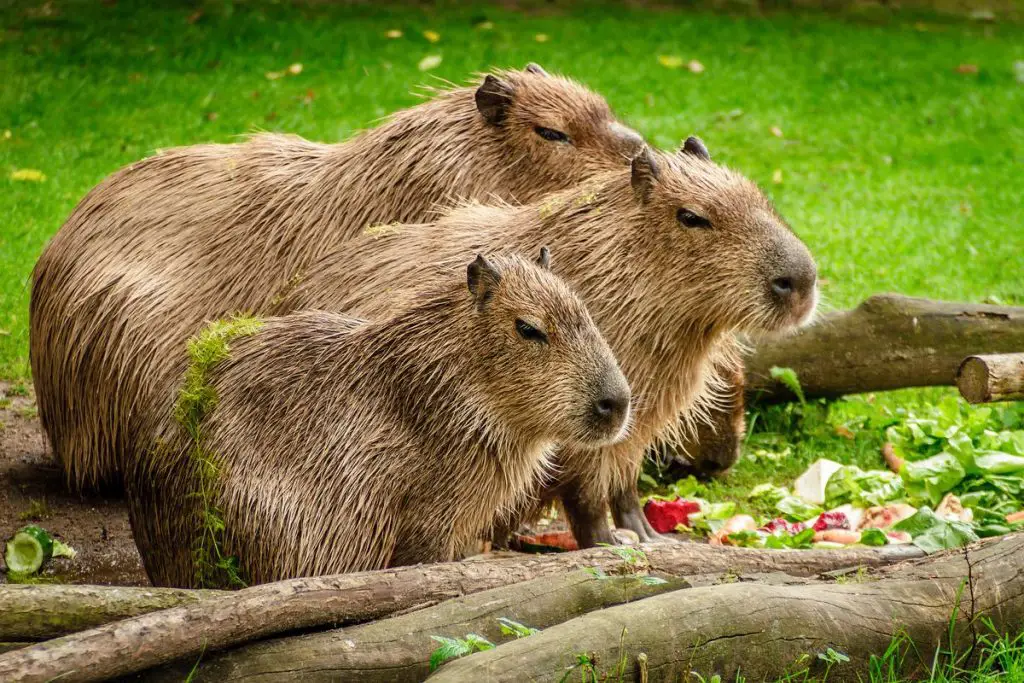 Do capybaras drink water?