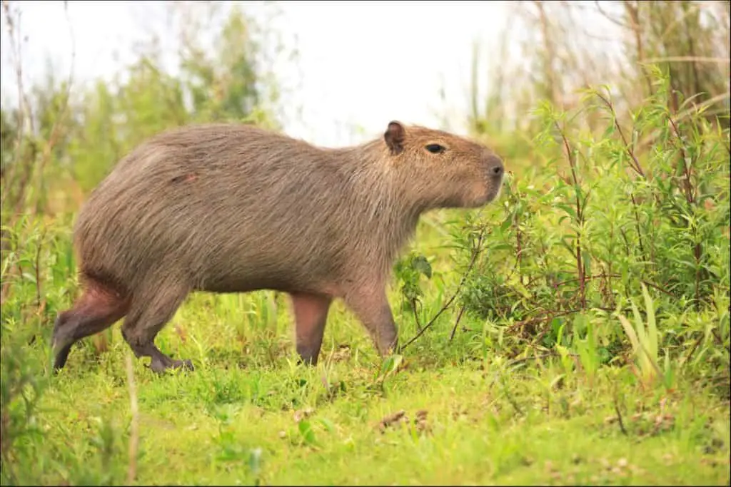 Do capybaras make good pets?