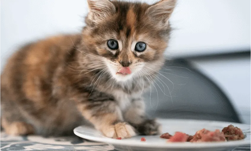 When to start feeding kittens soft food?