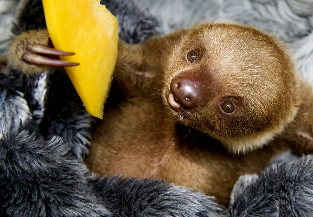 What about baby sloths? What do they eat?