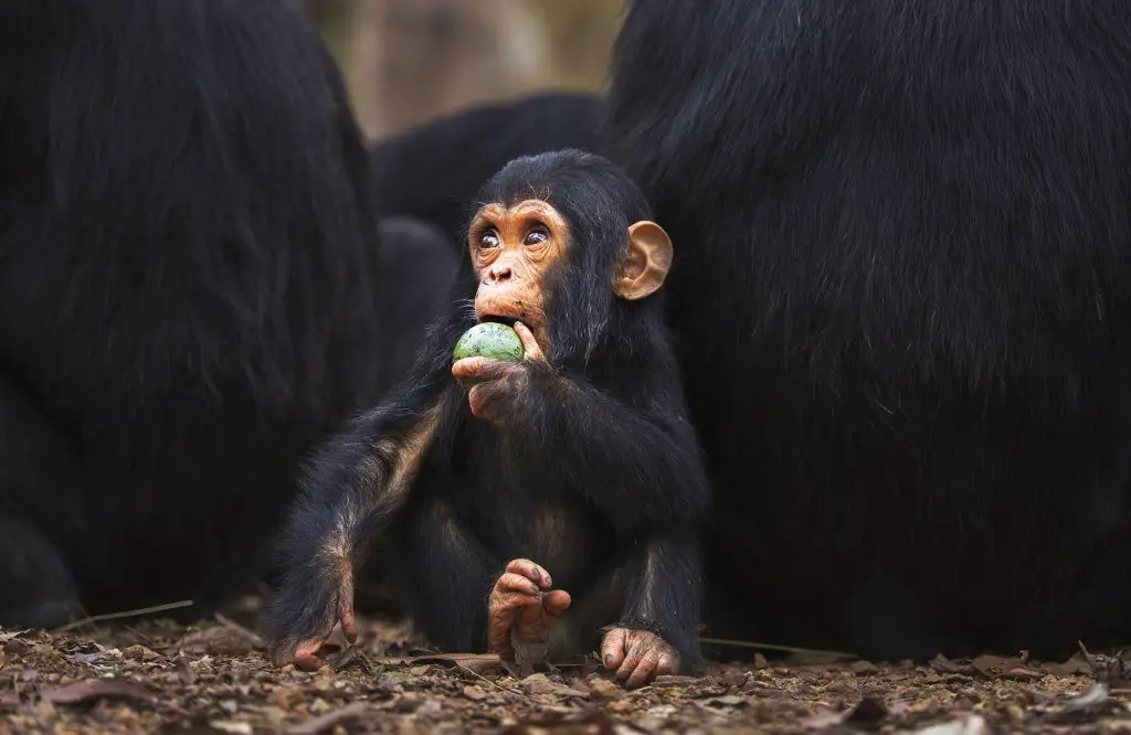 Do all apes have the same diet?