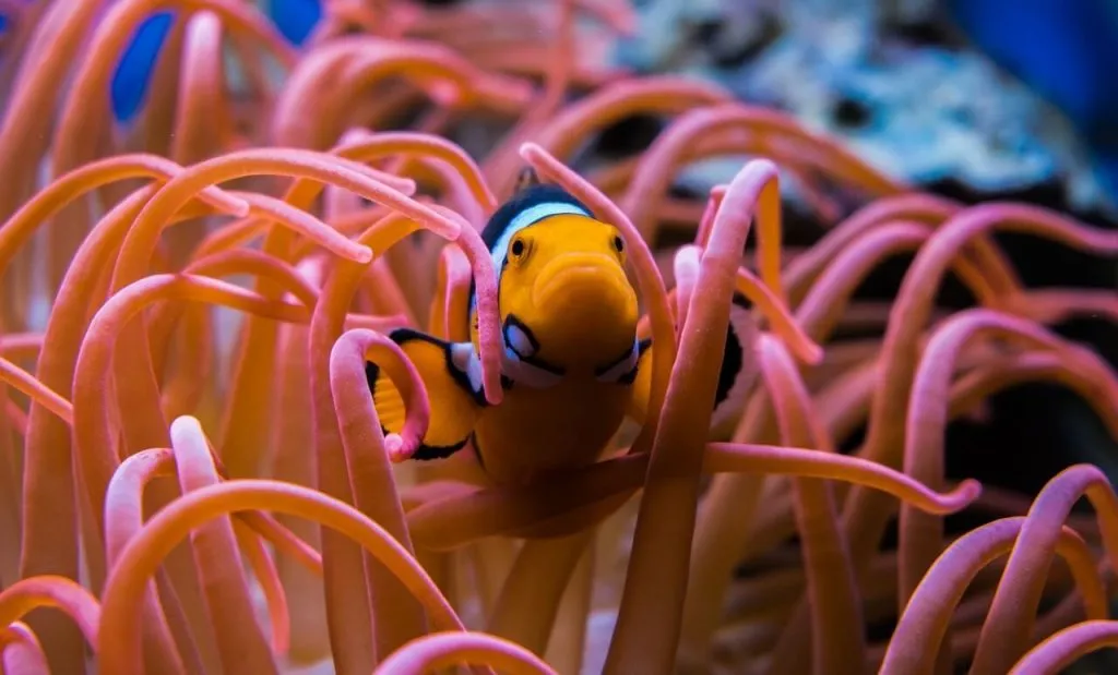 Do clownfish eat seaweed?