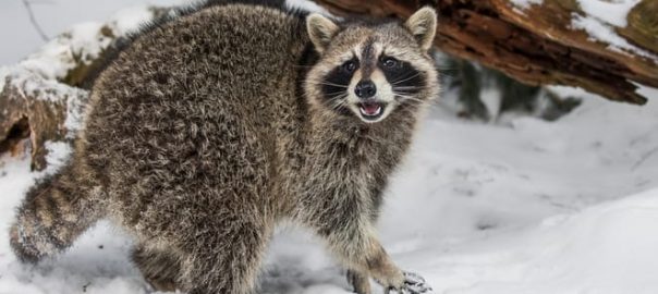 What do raccoons eat in the wild?