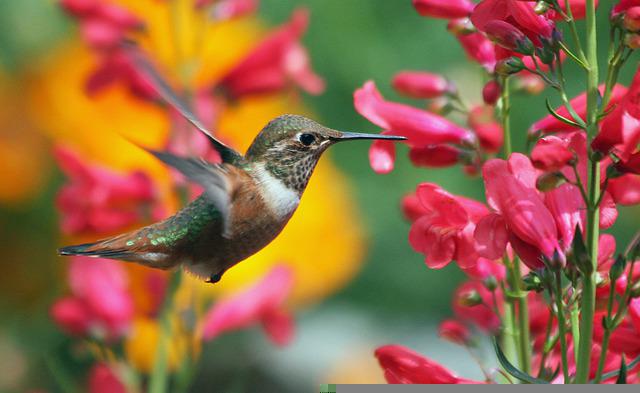 do hummingbirds eat insects