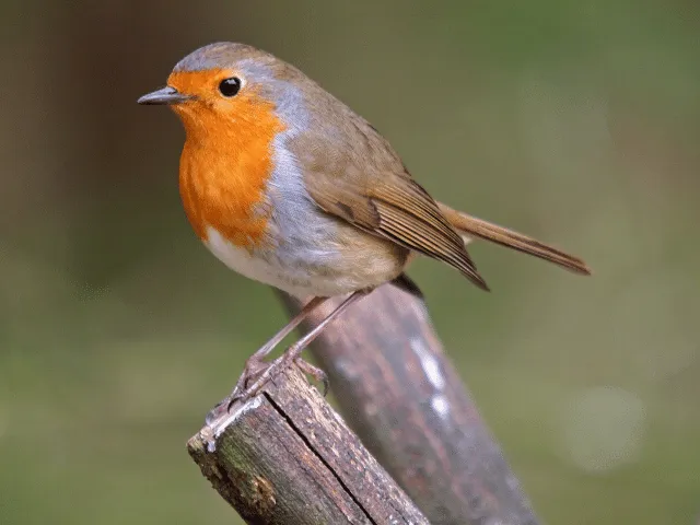 do robins eat bird seed