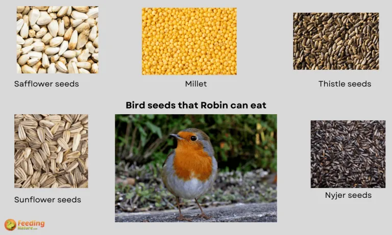 do robins eat bird seed