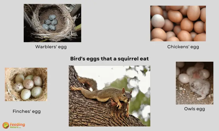 do squirrels eat bird eggs