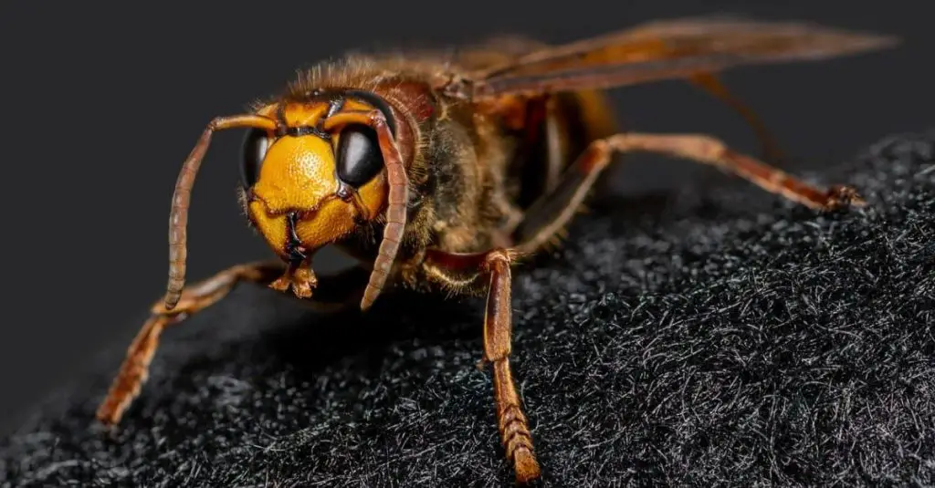 Why do hornets eat dead animals?