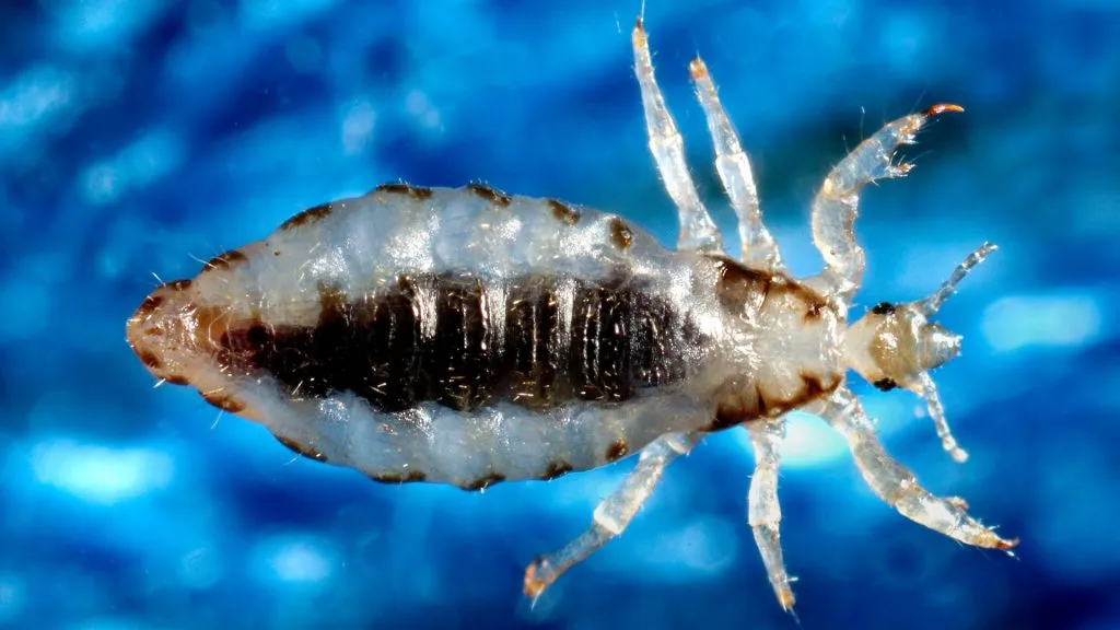 What do whale lice eat?