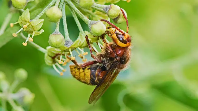 what do hornets eat