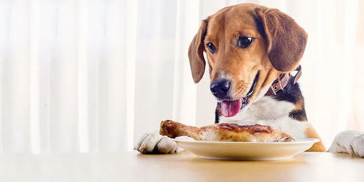 What do dogs eat for breakfast?