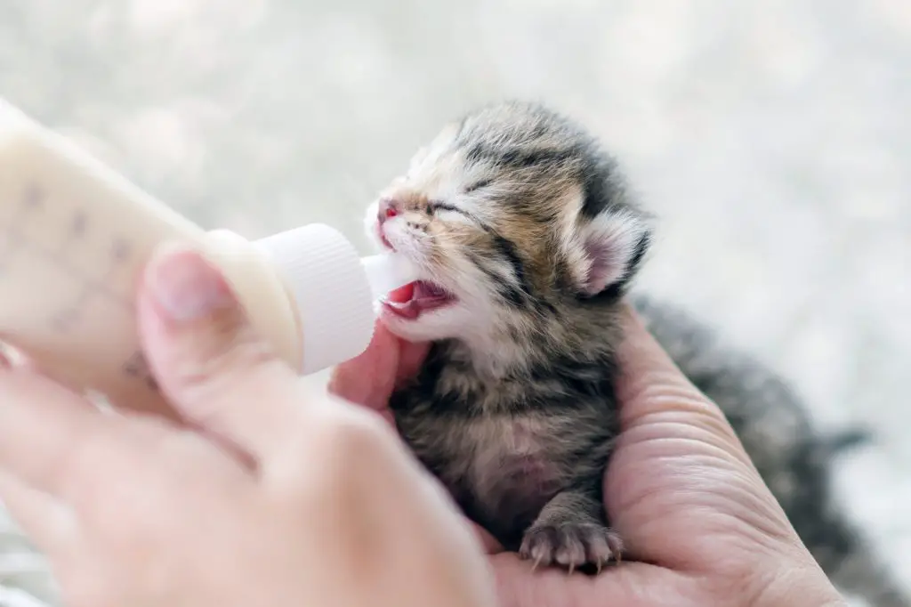 When to start feeding kittens twice a day?