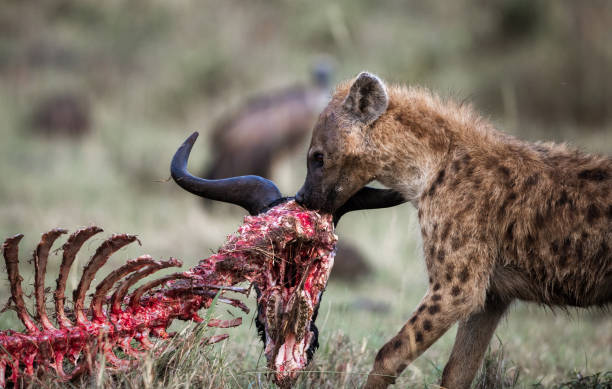 What plants do hyenas eat?