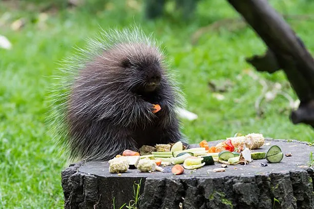 What Do Baby Porcupines Eat?