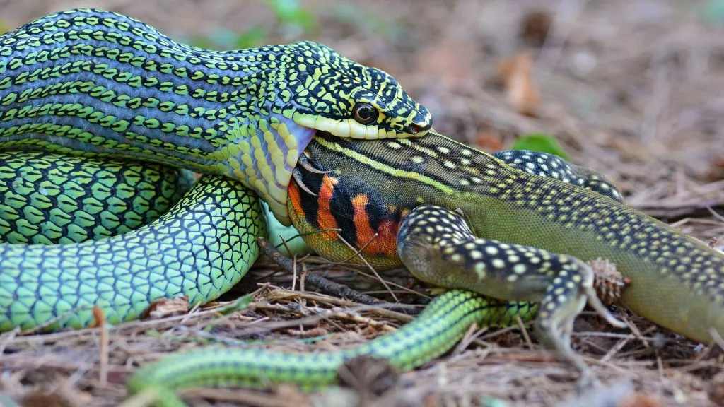 What happens if a snake eats a poisonous frog?