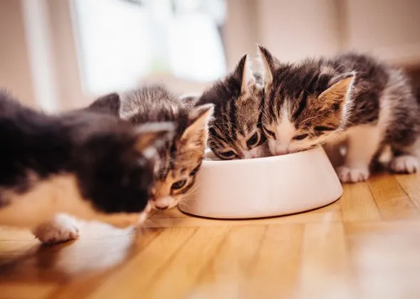 how much food should a kitten eat