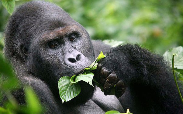 What plants do apes eat?