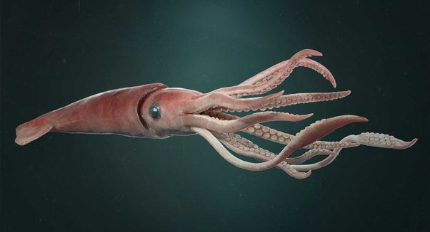 Do squid eat humans?