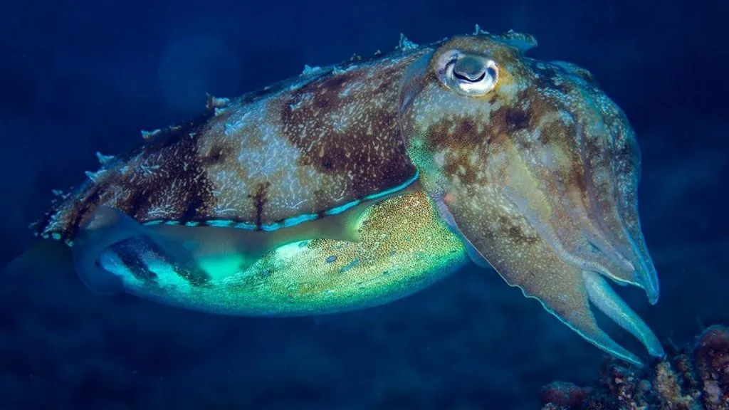 Do squid eat phytoplankton?