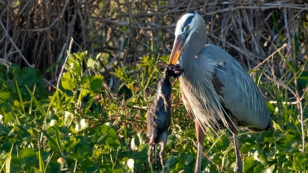 what do herons eat