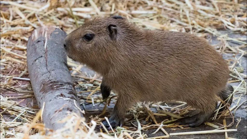 Do capybaras like to be petted?