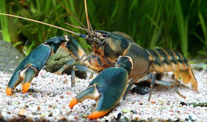 What type of animals do crawfish eat?