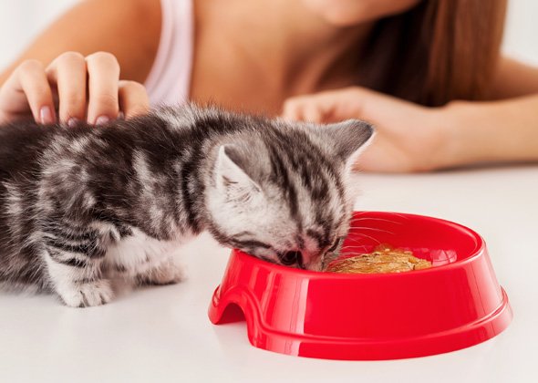 Best kitten dry food for indoor cats