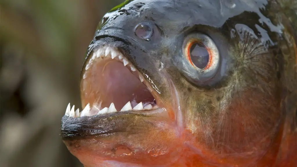 What should you do if a piranha attacks you?