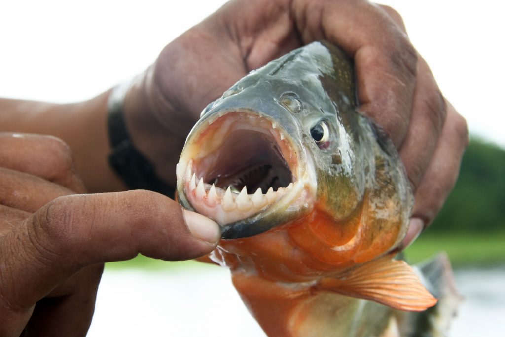 What is the average lifespan of a piranha?