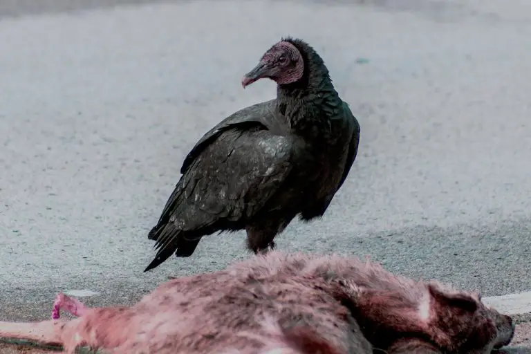 What Do Vultures Eat?