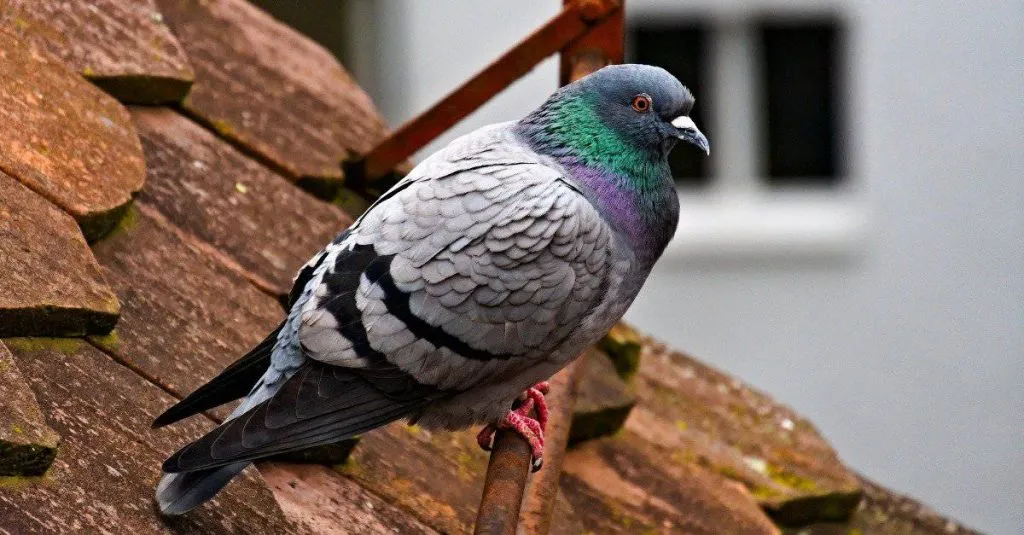 What vegetables do pigeons eat?