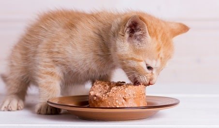 Best kitten dry food Australia