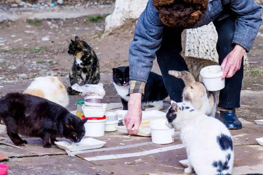 Why you should never feed a stray cat?